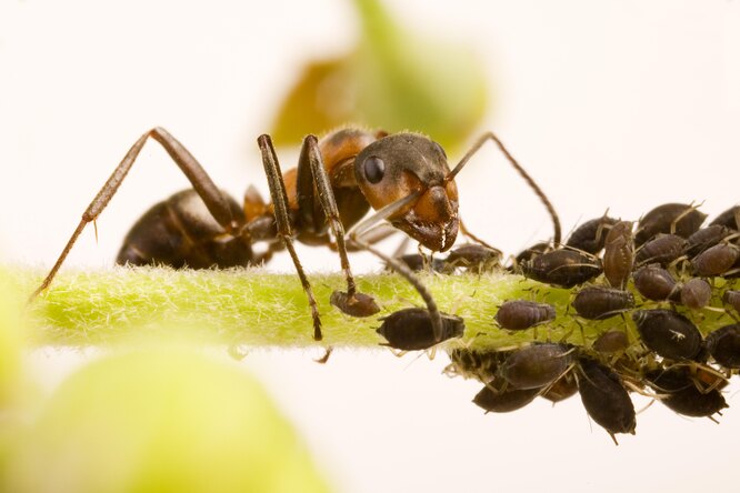 Садовые муравьи — главные разносчики тли