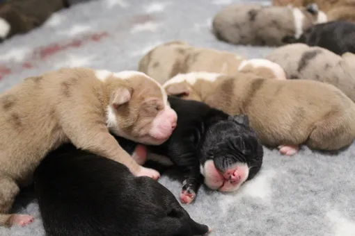 Супермама: собака родила 20 щенят за один раз
