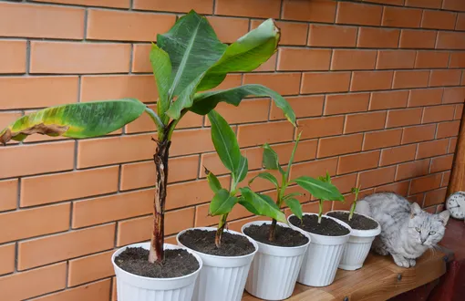 Уход за банановым деревом в домашних условиях