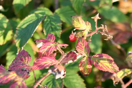 Болезни малины, описание и лечение: пурпуровая пятнистость на листьях малины