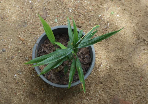 Если на корневище имбиря появился росток, посадите его в землю: через несколько месяцев он прорастет, и у вас будет новый урожай
