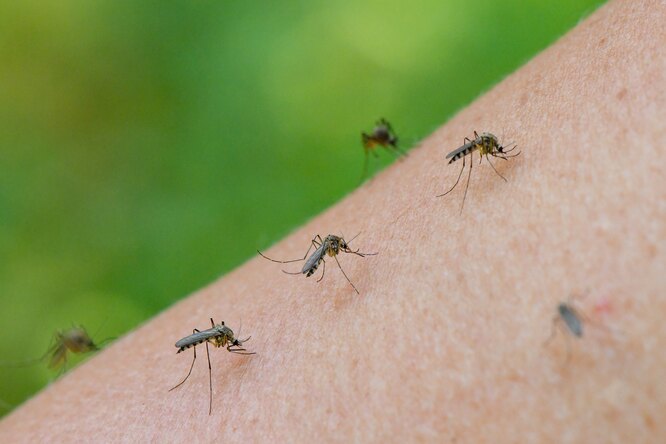 Кусают? Не кусают! Народные способы борьбы с комарами, мухами и осами