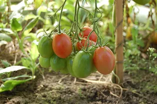 Как правильно формировать томатный куст