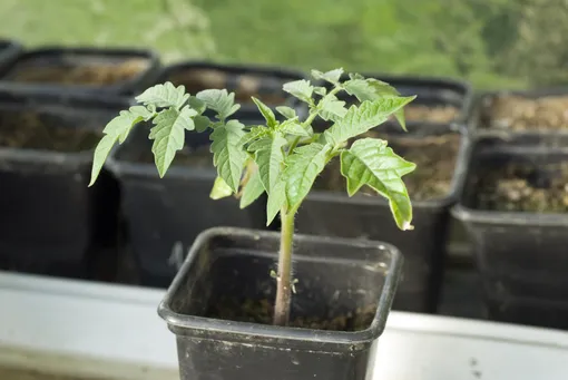Сроки высадки рассады томатов в теплицу могут варьироваться в зависимости от погодных условий