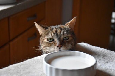 Наливать или не наливать: можно ли давать кошкам коровье молоко