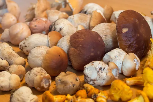 Как приготовить грибную икру? 10 простых рецептов