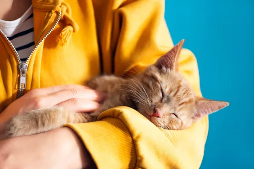 Почему кошки могут простудиться и как выглядят симптомы