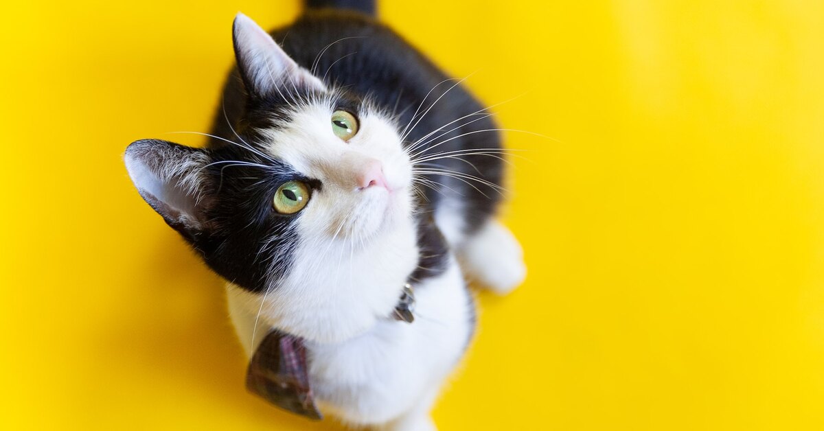 Почему у кошки выпадают усы и что с этим делать