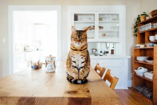 Кошка сидит на кухонном столе
