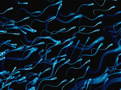 Сперма содержит снотворное — и еще 14 малоизвестных фактов о сексе