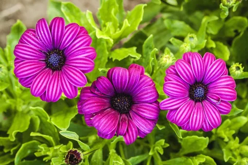 Сбор и хранение семян однолетних цветов для посадки в следующем сезоне: полезные рекомендации для дачников