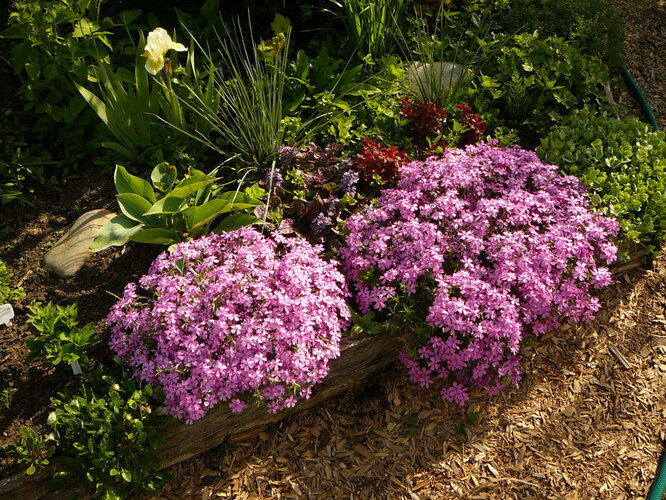 Krmení Phlox na podzim