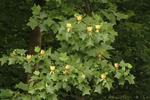 лириодендрон — быстрорастущее дерево для дачного участка