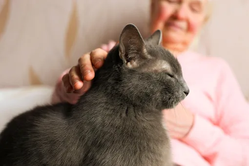 кошка помогает пожилой женщине