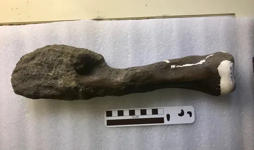 кость динозавра
