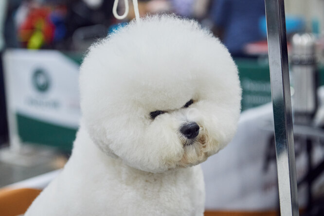 Собаки-танцоры, терапевты, спасатели и блогеры: в Москве прошла крупнейшая выставка собак всех пород