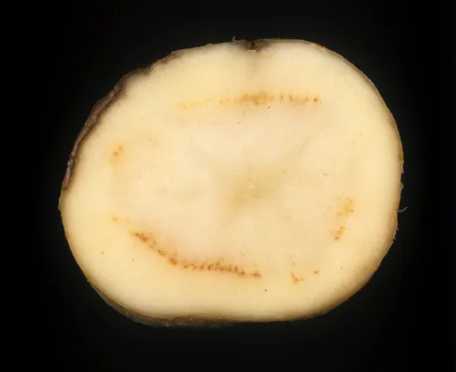 В самом начале заболевания ободок внутри картофеля тонкий и еле заметный.