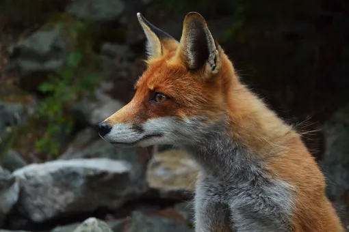 «Ворует и прячет вещи»: под Новосибирском одомашнили диких лисиц