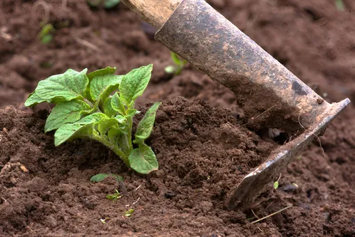 Способы ручного окучивания картофеля: увеличиваем урожай своими руками