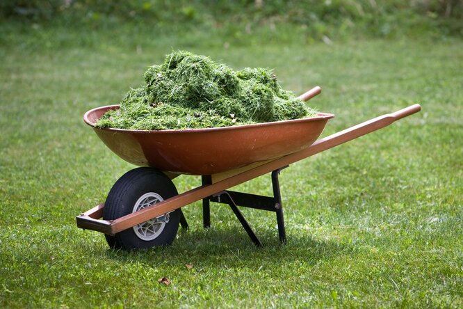 жидкое удобрение из скошенной травы: секрет щедрого урожая