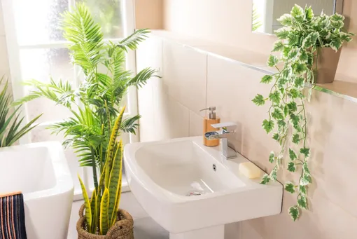 растения в ванной, влаголюбивые растения для ванной