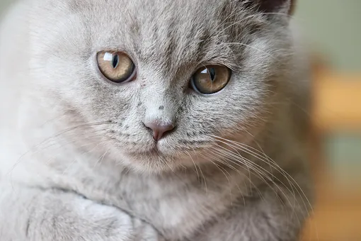 Спокойные породы кошек — британская короткошёрстная кошка
