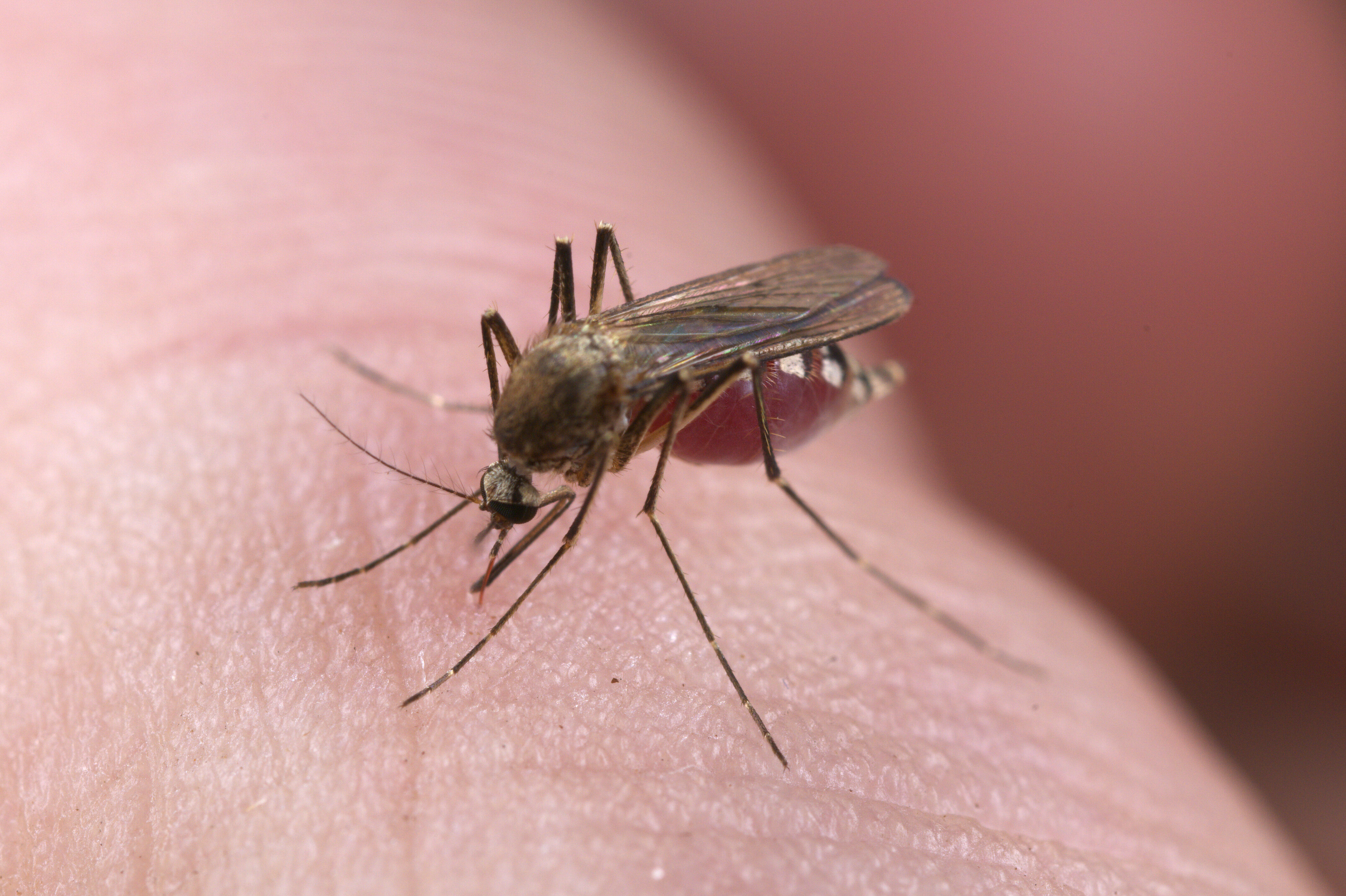 Укус малярии. Кровососущие насекомые комары. Укусы москитов комаров мошек. Мошки кровососущие мокрецы. Москит комар гнус.
