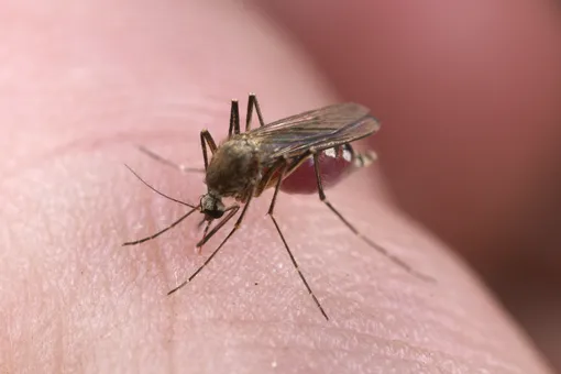 Аллергия на комаров: симптомы и что делать?