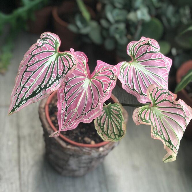 Caladium
