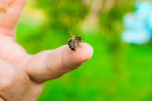 Укусы: что делать, если укусила пчела, оса или шершень?