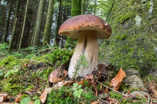 Необходимые условия для роста грибов