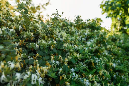 Жимолость каприфоль, вьющиеся растения для беседки фото