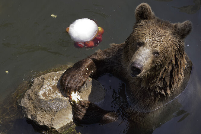 Почему медведь спит зимой: объяснение причин глубокой зимней спячки у животного