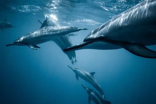 Ломают рёбра, кусают руки: как дельфины нападают на людей и почему они это делают