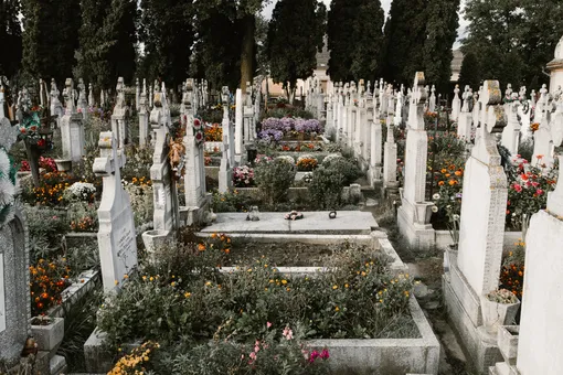 Какие растения и цветы посадить на кладбище весной: 10 лучших