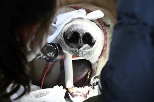 лечение зуба у медведя
