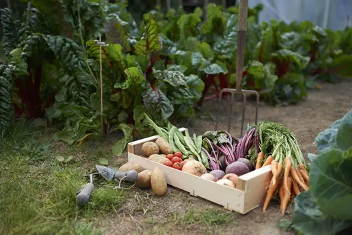 10 овощей, которые вырастут и дадут хороший урожай даже в самом тёмном углу вашего огорода
