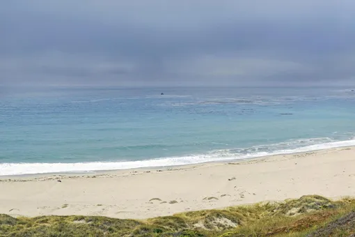 Кто это такой? Странное создание прибило волнами к австралийскому пляжу (фото)