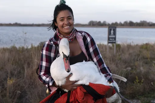 Женщина наткнулась на больного лебедя и отменила день рождения ради его спасения