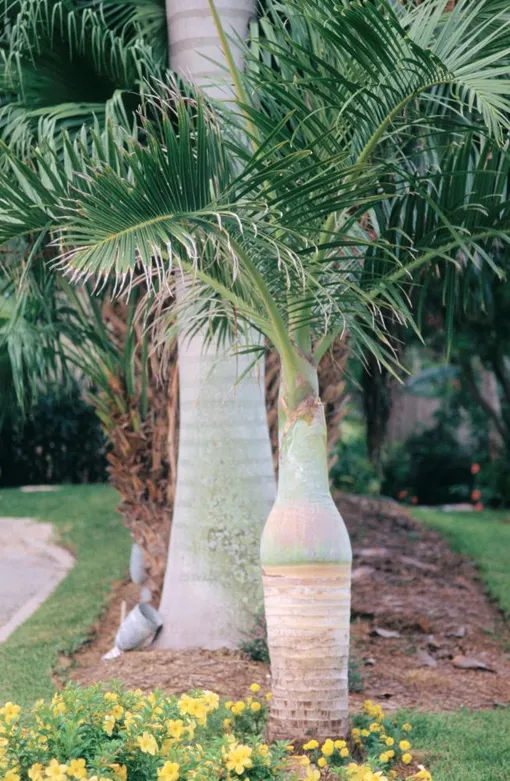 Комнатные пальмы — гиофорба