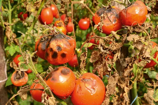 Фитофтороз томатов: 5 народных средств от «пожирателя» помидоров