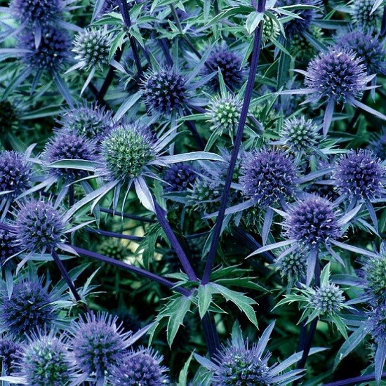 Feverweed