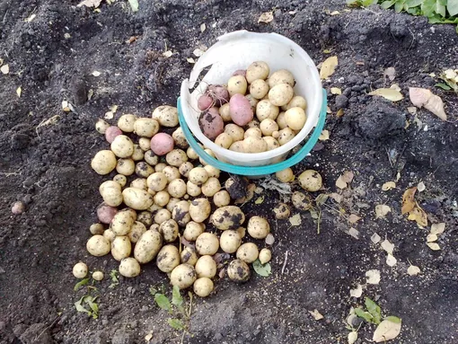 Причины «не картофельного» года