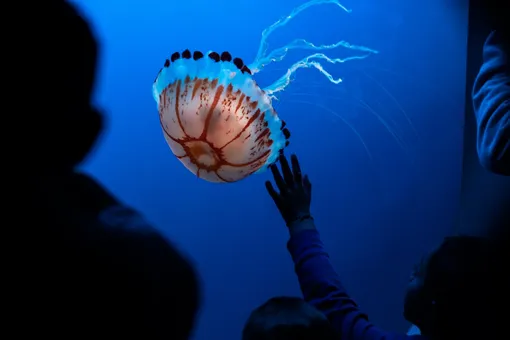 Медуза в аквариуме
