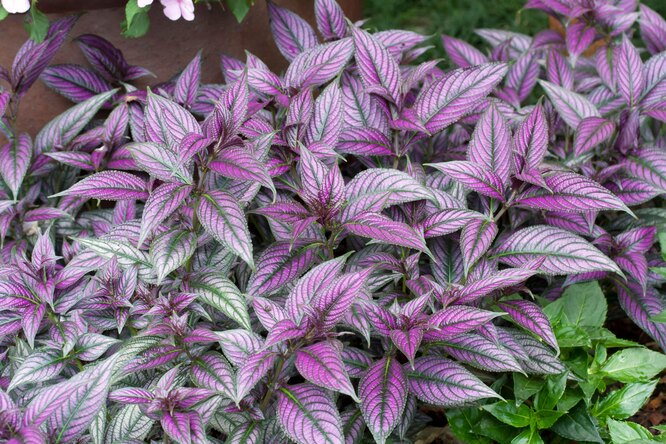 Štítník/Strobilanthes