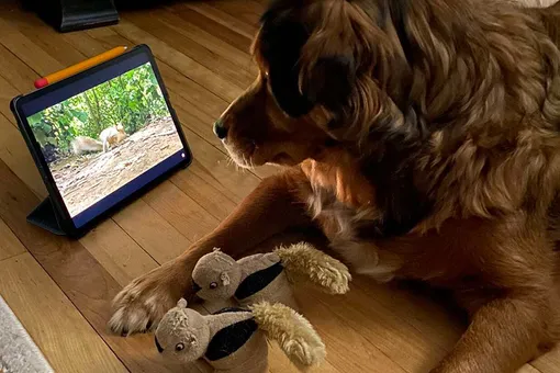 Так выглядит шок: смешная реакция собаки на белку в телевизоре (видео)