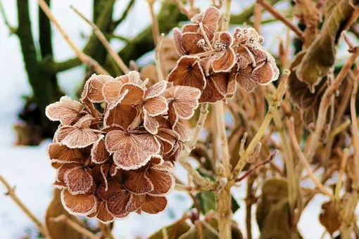 Красавица гортензия: укрываем на зиму правильно