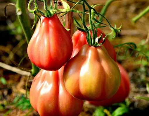 В апреле подходящее время для посева на рассаду среднеспелых и ранних сортов томатов или ультраранних гибридов