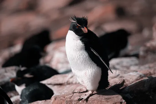 Вот это сервис! Приболевшему пингвину показывают мультфильмы про его сородичей