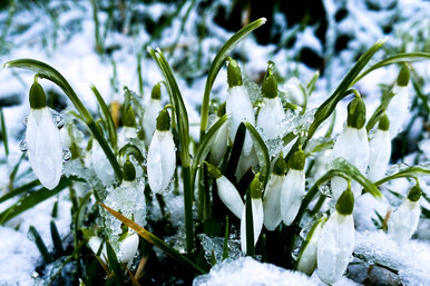 Чудо из-под снега каждый год: как выращивать подснежники